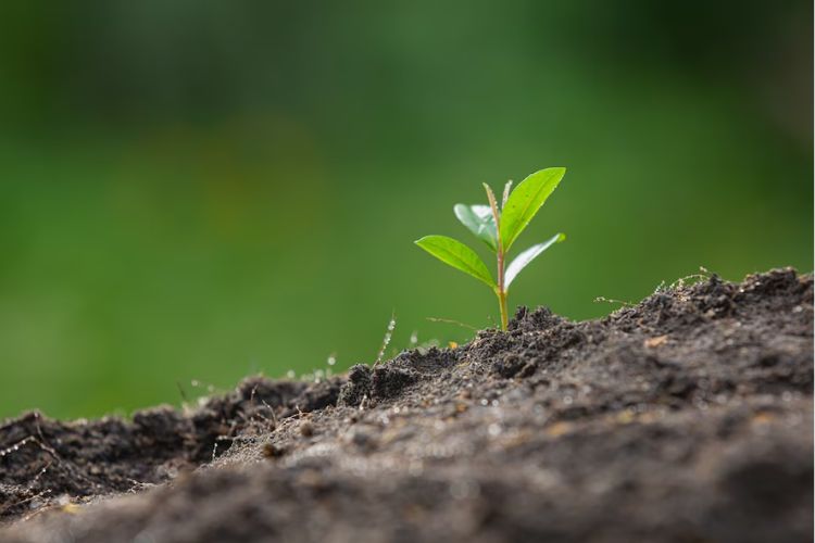 Cajamar realiza ação “Verde que te quero ver-te” nesta quinta-feira