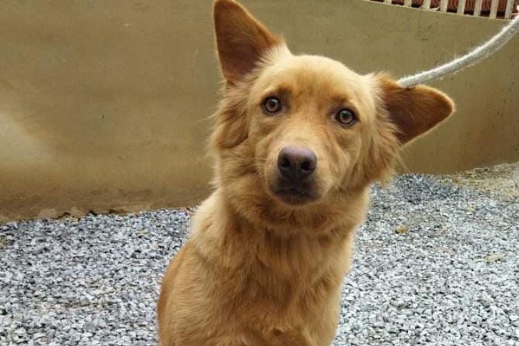Feira de adoção de cães é realizada no Parque Campolim neste sábado (29)