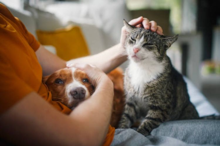 Saiba como solicitar a castração de animais no município de São Paulo