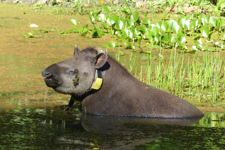 Zoo de Sorocaba colabora na reintrodução de antas em florestas do estado do Rio de Janeiro