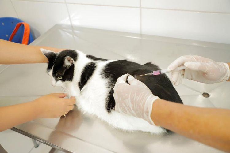 Em fevereiro o posto fixo de vacinação continua com suas portas abertas