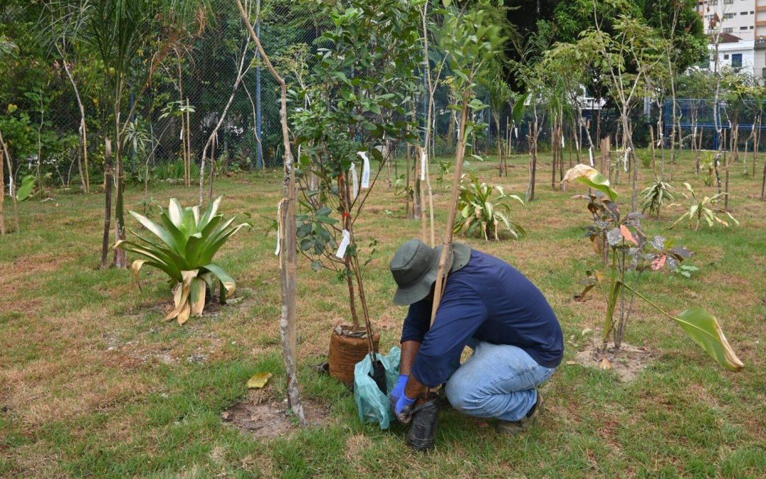 Mais verde em Santos: cidade vai ganhar 10 mil árvores em 4 anos